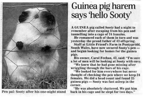Cute Guinea Pig Sooty