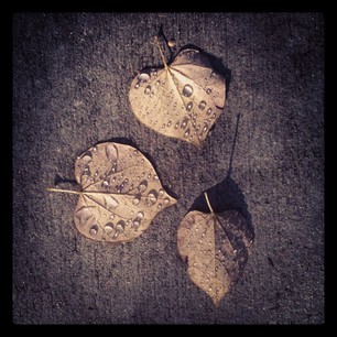 Three leaves