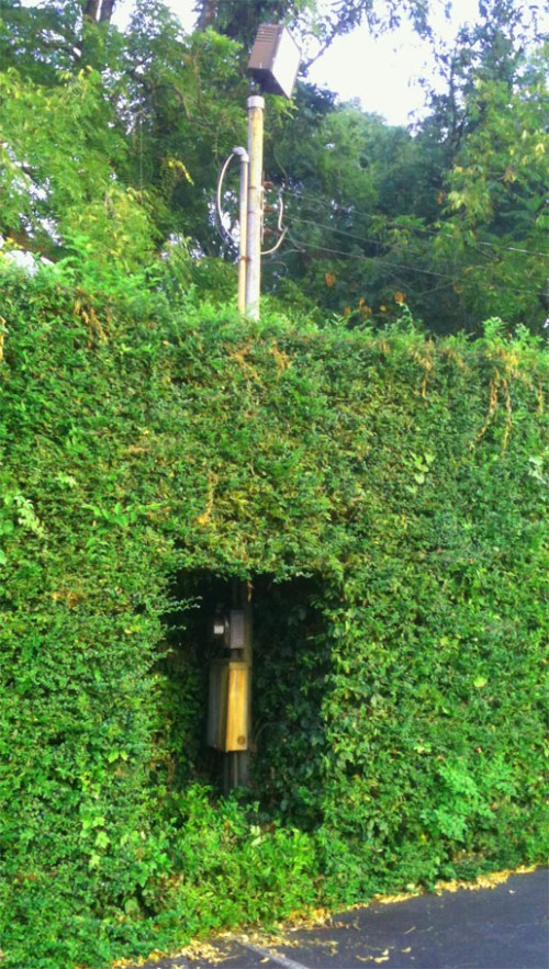 In the hedge lay adventure.