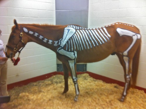 He didn't think this was, in any way,  horsin' around.