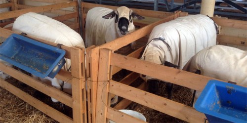 The baaaad are everywhere.