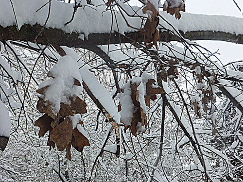 Autumn bats hanging down