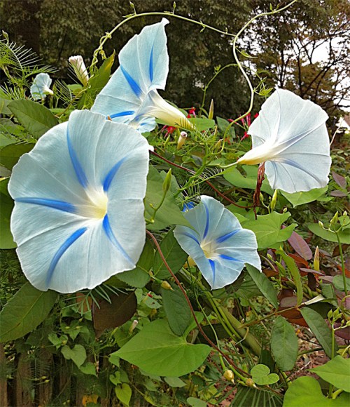 Light blue Morning Glories