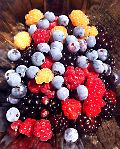 What would you do if your raspberries wanted to mix it up with your blueberries or blackberries?