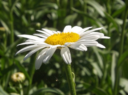 Each flower is its own reward, especially to the inchworm making its way to the petals.