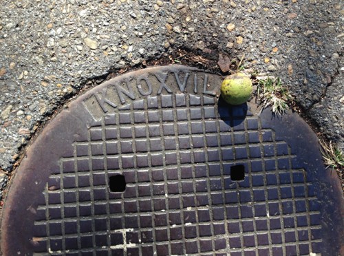 Black walnut dropped from a tree onto the street.