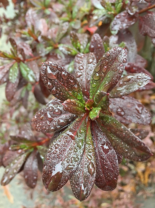 Fall colors; winter rain.