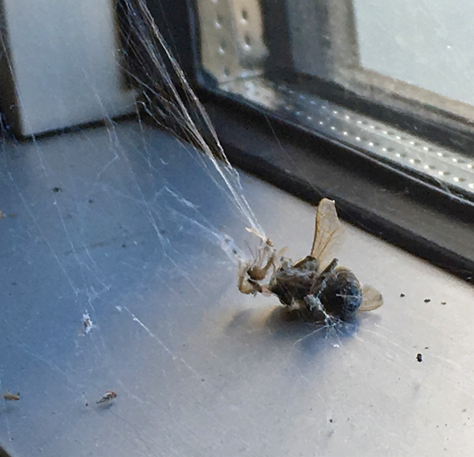 Fly_caught 100dpi_4c_10x9_3905 copy