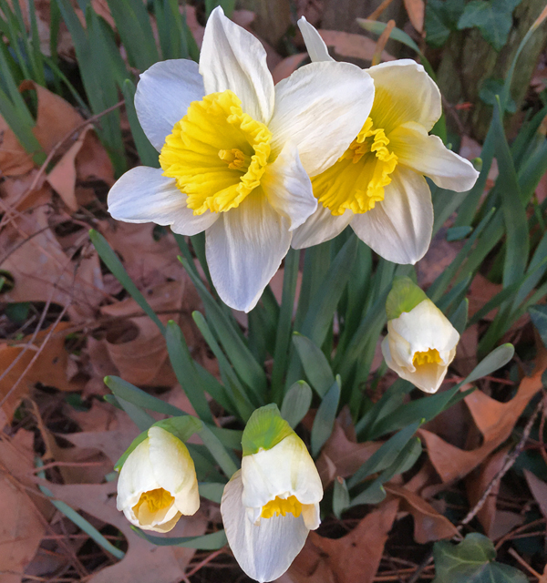 Jonquils 100dpi 6x6_4c_4596 copy