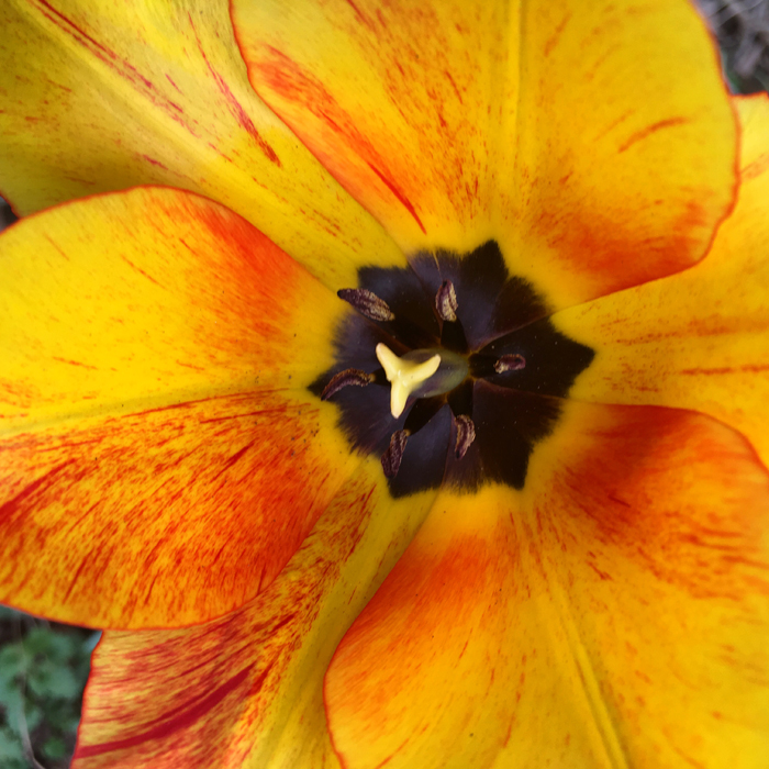 Flower 100dpi_7x7_4c_5320