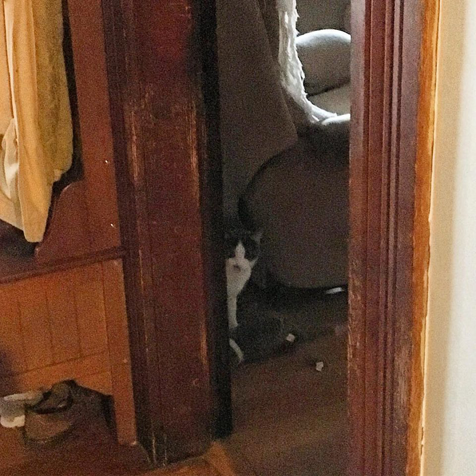 hiding cat 120dpi_8x8_4c