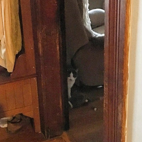 hiding cat 120dpi_8x8_4c