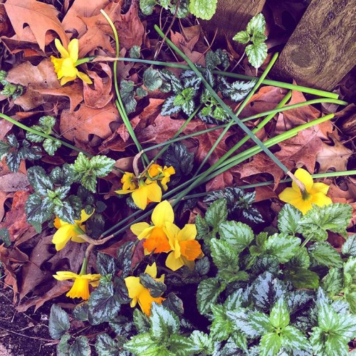 jonquils daffodils strewn on ground 2018 120pdi_6x6_4c
