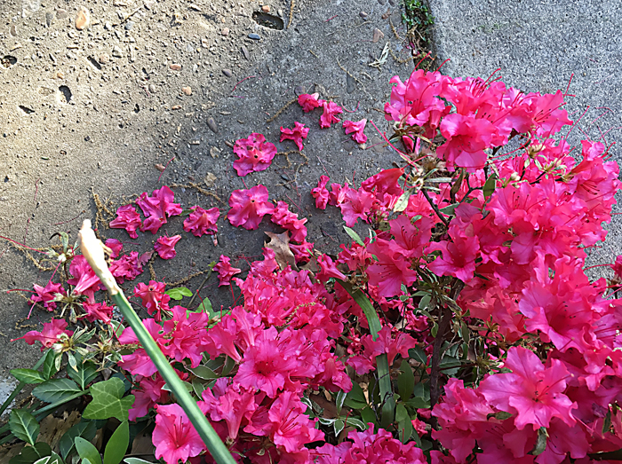 Azaela bush 100dpi_7x5_4c_5820 copy