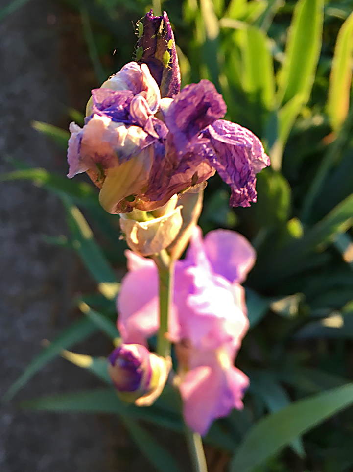 Irias blooming 100dpi_7by10_bwidings ingred _ copy