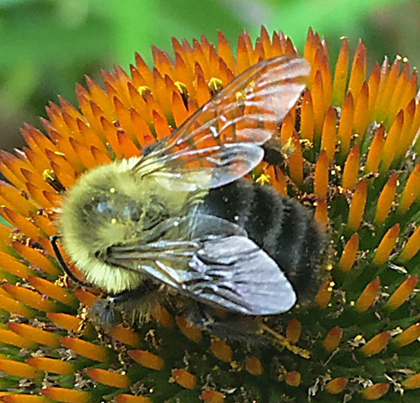 ING_6617_Bubblebee on flower 100dpi_6x6_4c copy
