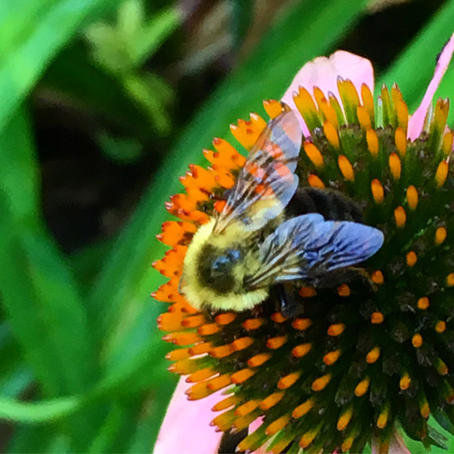IMG_6694_bumblebee on flower 100dpi_7x7_4c