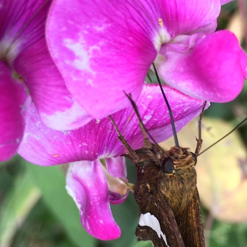 Butterfly on flower