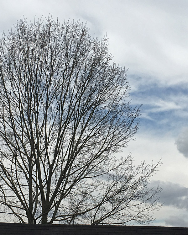 Bare tree silhouetted against the sky.