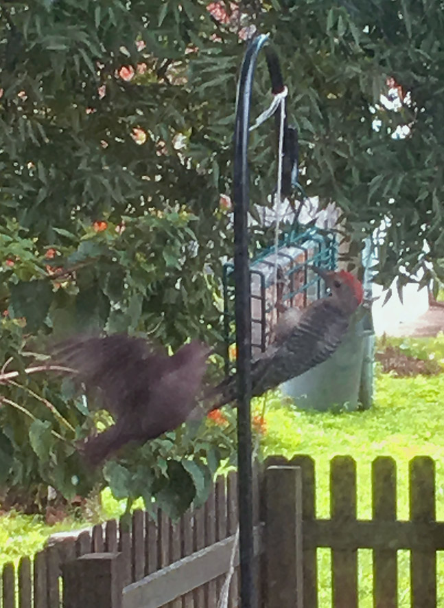 Grackle and woodpecker at a suet feeder.